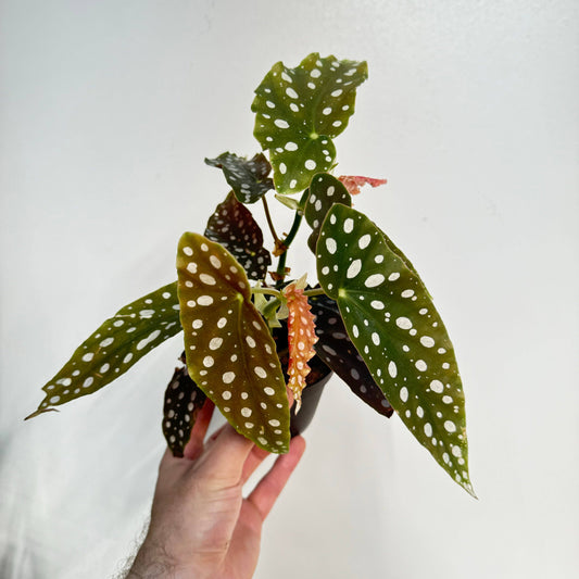 Begonia Maculata: 4"