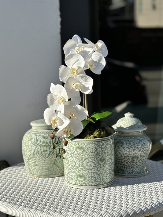 Orchid in Green & White Pot